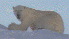 [Polar bear image]